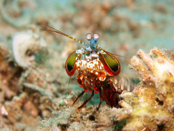 2012PICS/PEACOCK_MATIS_SHRIMP.jpg