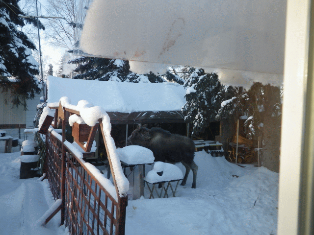 2012PICS/MOOSE_BACKYARD.gif