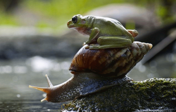 2014/SPEED.gif