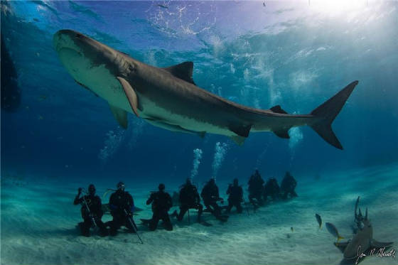TIGERSHARKzz.jpg