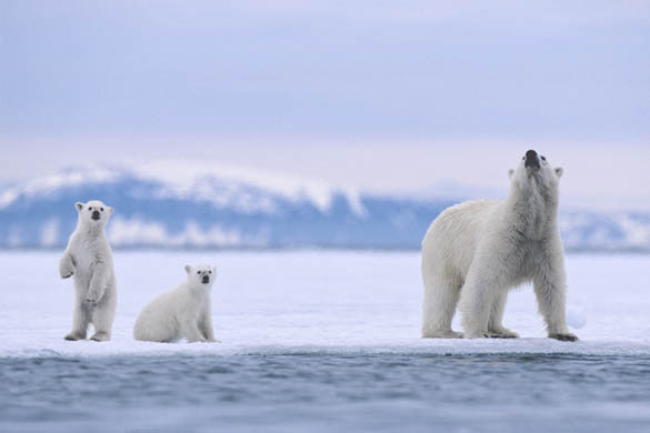 POLAR BEARS