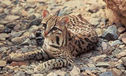 ARIZONA OCELOT