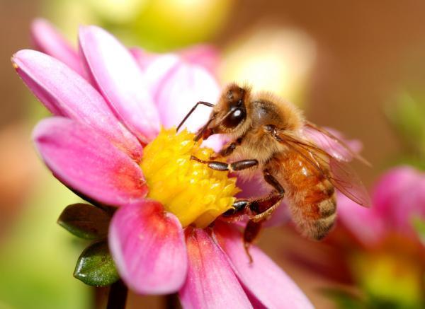 BEES KNEES