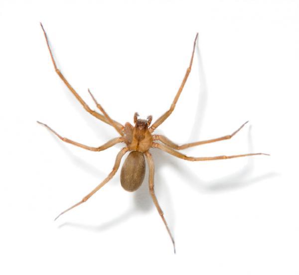 BROWN RECLUSE SPIDER