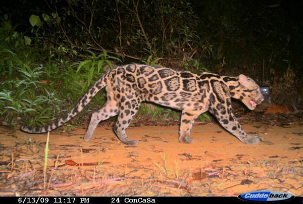 CLOUDED LEOPARD