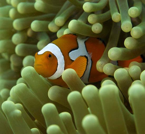 CLOWNFISH IN ANEMONE