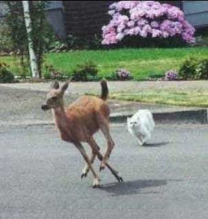 NEW_GLOBAL_WATERMARKED/deerchase.jpg