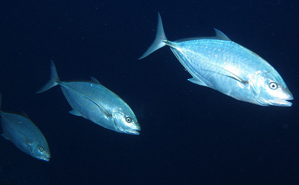 FISH FART TO COMMUNICATE.  WHAT?
