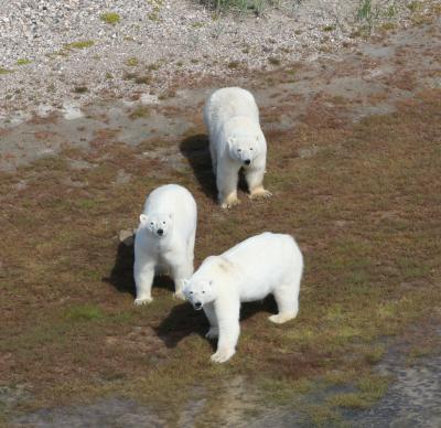 POLAR BEARS LOVE GOOSE EGGS