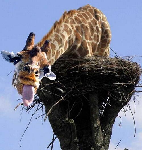 NEW_GLOBAL_WATERMARKED/giraffenest.jpg