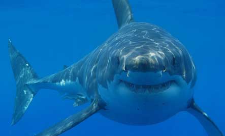 greatwhiteshark.jpg
