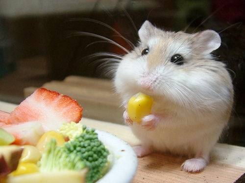 I'M A HAMSTER. SO WHERE'S THE HAM?
