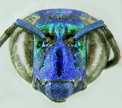 WHERE BEE PEE COMES FROM