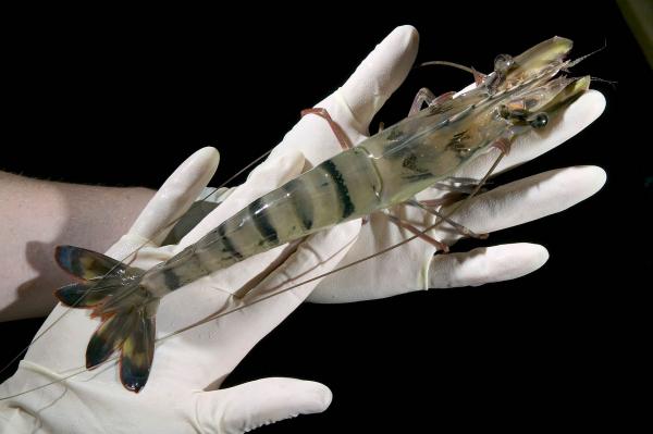 GENETIC SHRIMP