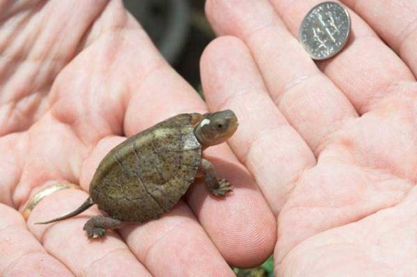 FOUR EYED TURTLE
