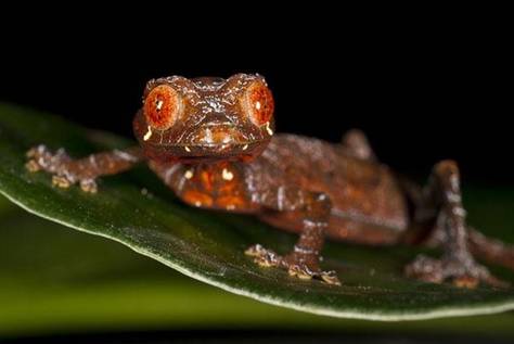 SANTAIC LEAF-TAILED GECKO
