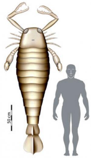 PREHISTORIC SEA SCORPION