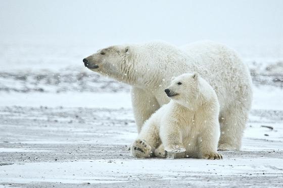 POLAR BEARS WAITING FOR SANTA